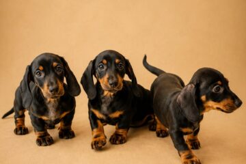 Cachorro de teckel Kaninchen negro y fuego Terra de Mestral