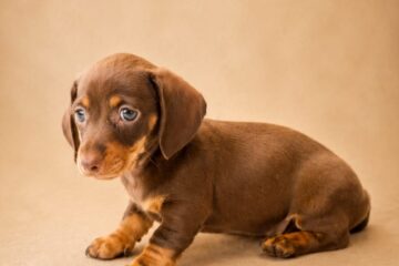 Cachorro de teckel Kaninchen chocolate Terra de Mestral