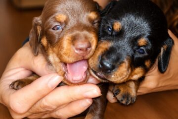 Cachorro de teckel Kaninchen chocolate Terra de Mestral