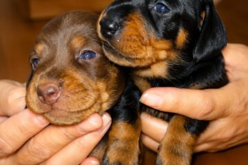 Cachorros de teckel Miniatura y Kaninchen Terra de Mestral