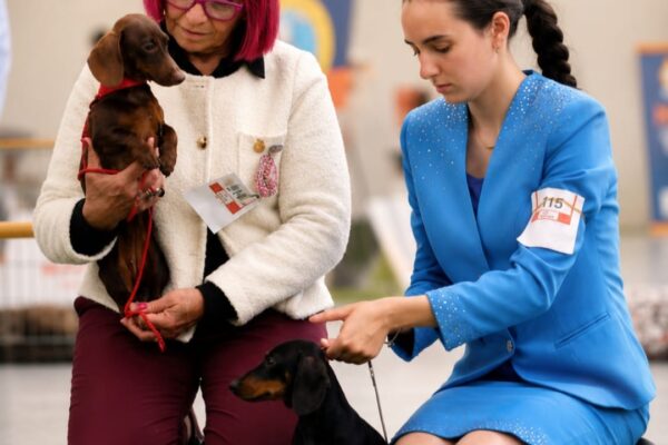 Kyra y Molly, teckels de Terra de Mestral, participando en una exposición canina.
